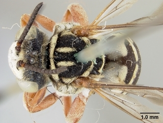 Triepeolus occidentalis, male, top
