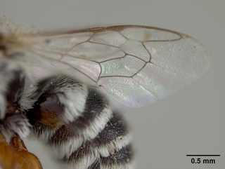 Ashmeadiella bigeloviae, male, wing