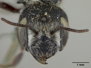 Ashmeadiella opuntiae, female, face