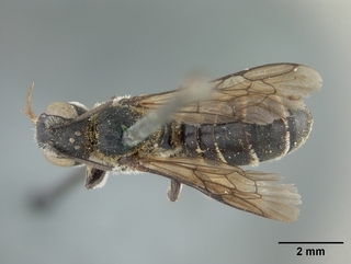 Chelostoma californicum, male, top