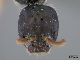 Conanthalictus conanthi, female, face