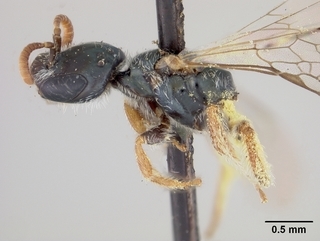 Conanthalictus conanthi, female, side