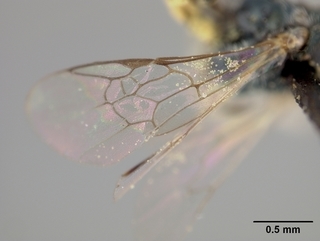 Conanthalictus conanthi, female, wing