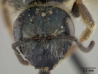 Halictus virgatellus, female, face
