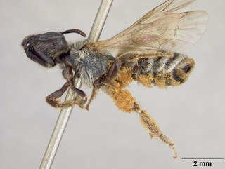 Halictus virgatellus, female, side