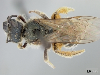 Halictus virgatellus, female, top