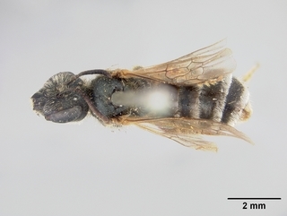 Halictus virgatellus, female, top