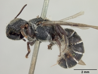 Heriades gracilior, female, side