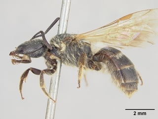 Lasioglossum argemonis, female, side