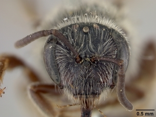 Lasioglossum desertum, female, face