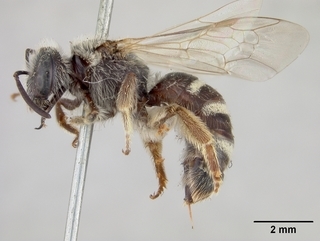 Lasioglossum desertum, female, side