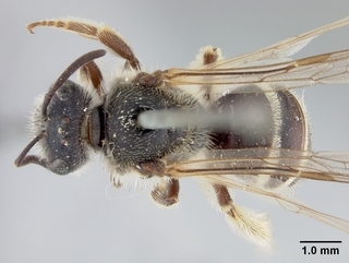 Lasioglossum desertum, female, top