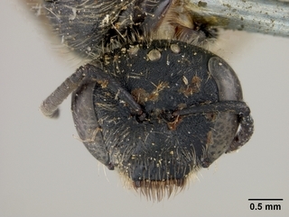 Lasioglossum olympiae, female, face