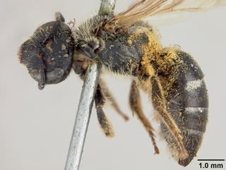 Lasioglossum olympiae, female, side