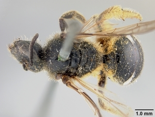 Lasioglossum olympiae, female, top