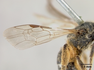 Lasioglossum olympiae, female, wing
