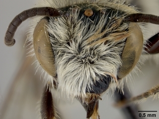 Hesperapis arenicola, male, face