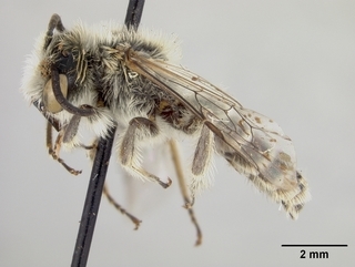 Hesperapis arenicola, male, side
