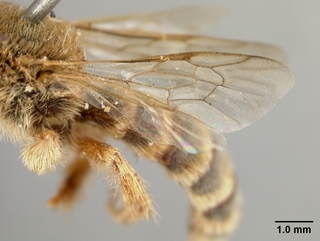 Hesperapis fulvipes, male, wing