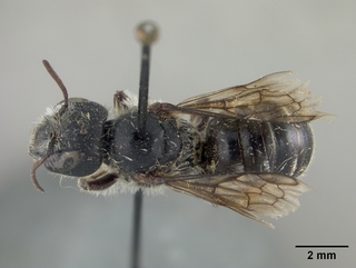 Hoplitis spoliata, female, top