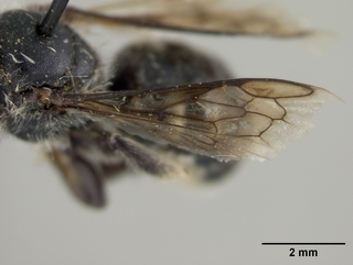 Hoplitis spoliata, female, wing