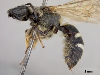 Lasioglossum acuminatum, female, side