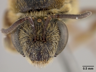 Lasioglossum californicum, female, face