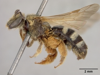 Lasioglossum californicum, female, side