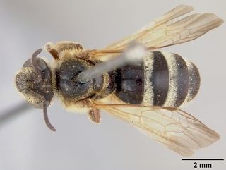 Lasioglossum californicum, female, top