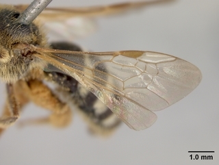 Lasioglossum californicum, female, wing