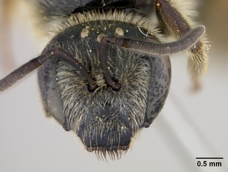 Lasioglossum paraforbesii, female, face