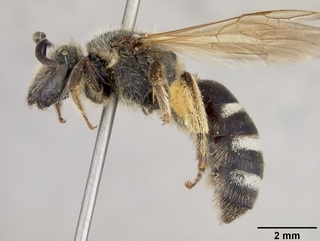 Lasioglossum paraforbesii, female, side