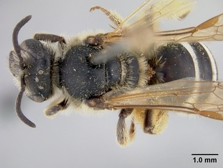 Lasioglossum paraforbesii, female, top