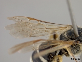 Lasioglossum paraforbesii, female, wing