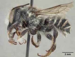 Megachile alata, male, side