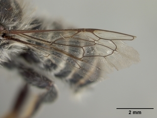 Megachile alata, male, wing