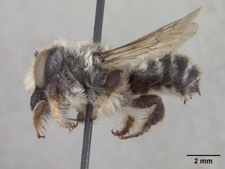 Megachile subnigra, male, side