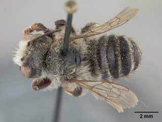 Megachile subnigra, male, top