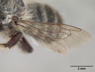 Megachile subnigra, male, wing