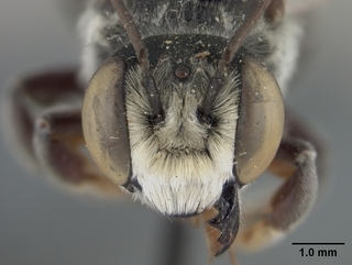 Megachile brimleyi, male, face