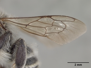 Megachile casadae, male, wing
