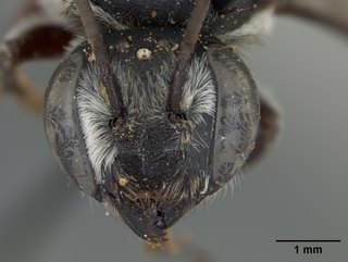 Megachile chichimeca, female, face