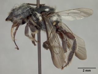 Megachile chichimeca, female, side