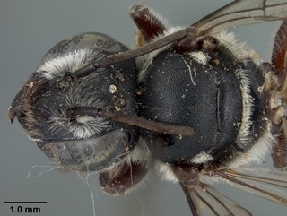 Megachile chichimeca, female, top