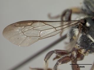 Megachile chichimeca, female, wing