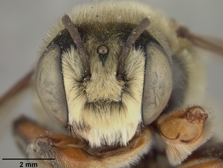 Megachile comata, male, face
