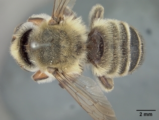 Megachile comata, male, top