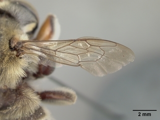 Megachile comata, male, wing