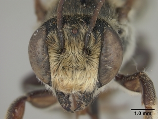 Megachile deflexa, face