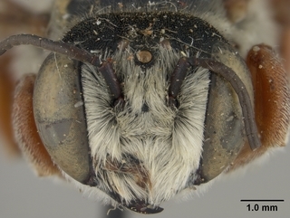 Megachile deflexa, male, face